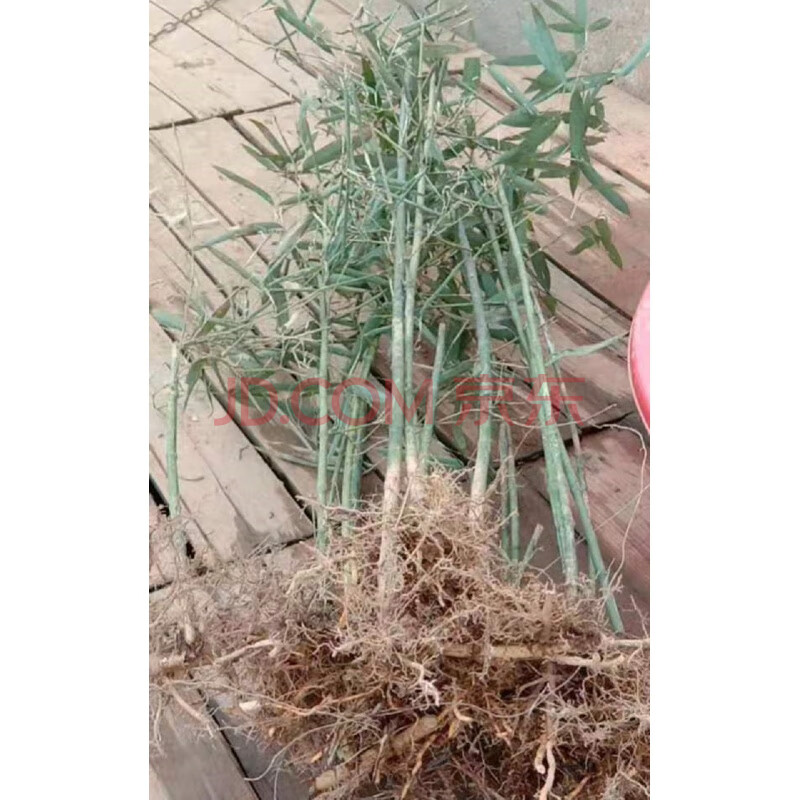 实心玉竹子苗实心竹高密度手把件挂饰手串把玩原材料绿植盆栽盆景 5棵