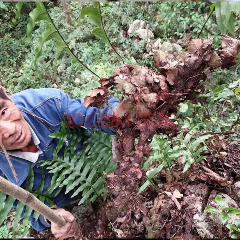 贵州新鲜骨碎补爬岩姜毛姜石岩姜500g/件