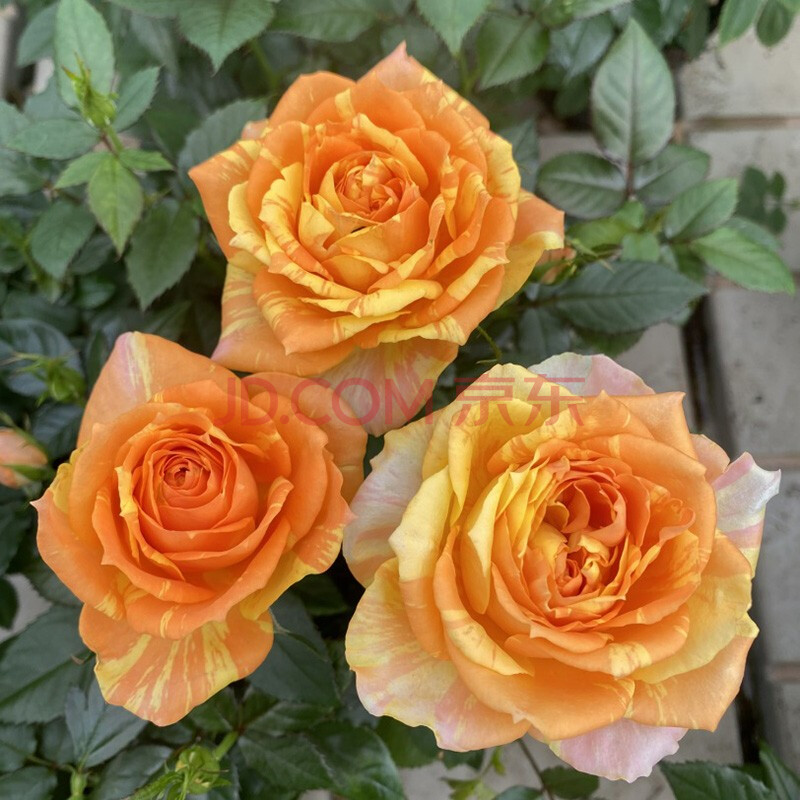 带花苞花卉观花绿植物盆栽月季蔷薇室内庭院阳台四季 蒙娜丽莎(优质苗