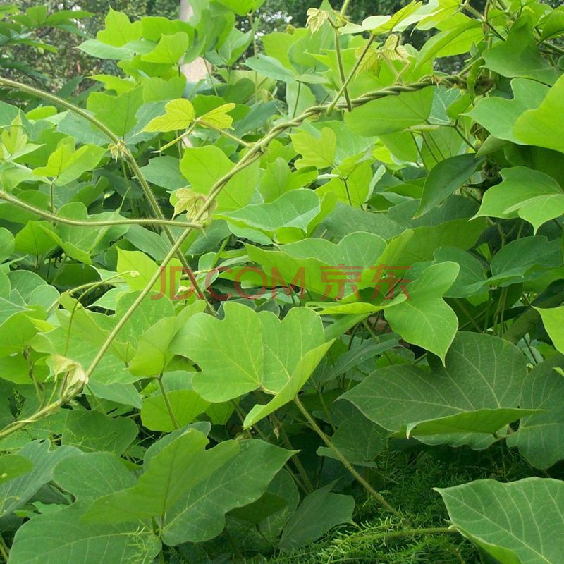 农民老史 葛藤种子半斤/250克