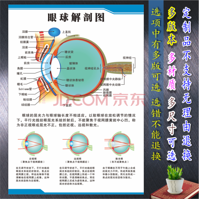 眼睛眼球結構圖 眼睛眼球結構圖眼球解剖圖剖面圖眼科海報掛圖展板