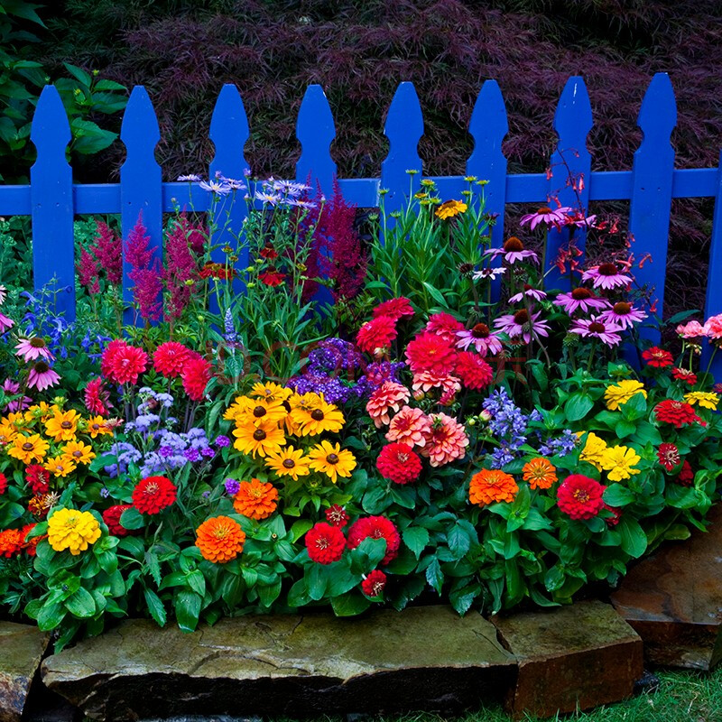 格桑花花籽波斯菊花种籽子太阳花花籽易活四季室外盆栽野花组合 庭院