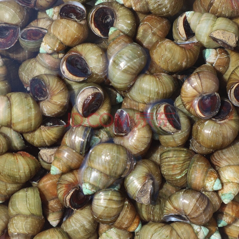 新鲜螺蛳 5斤 通货螺蛳(包活)