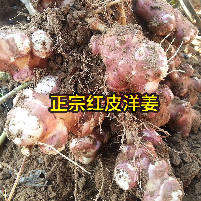 洋姜新鲜现挖菊芋鬼子姜不辣洋生姜泡菜红果皮5斤10斤 净重5斤精选