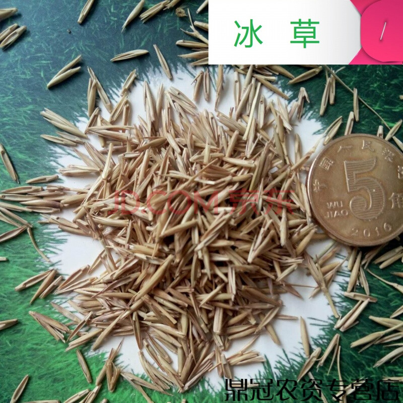 冰草种子防风固沙扁穗细茎冰草草籽植被恢复防风固沙先锋草种 【高