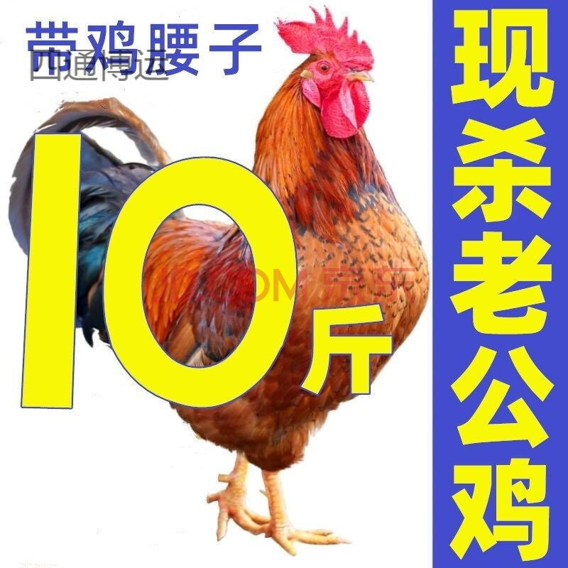 正宗农家土鸡走地鸡笨公鸡活鸡宰杀新鲜鸡肉整只 二年老公鸡杀后9斤