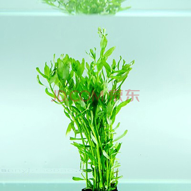 美人雾 水草活体懒人草鱼缸造景有茎类水榕中后景真水草小鱼缸造景 绿