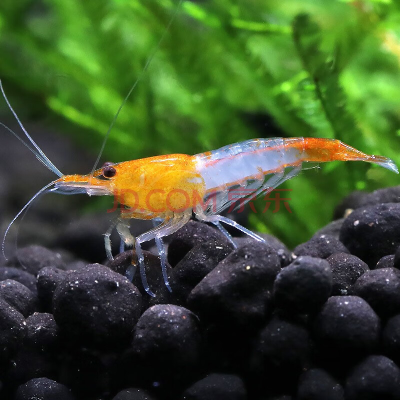 【青青自然橙琉璃s号20只(1-1.5cm)】青青自然 热带虾淡水虾米橙琉璃