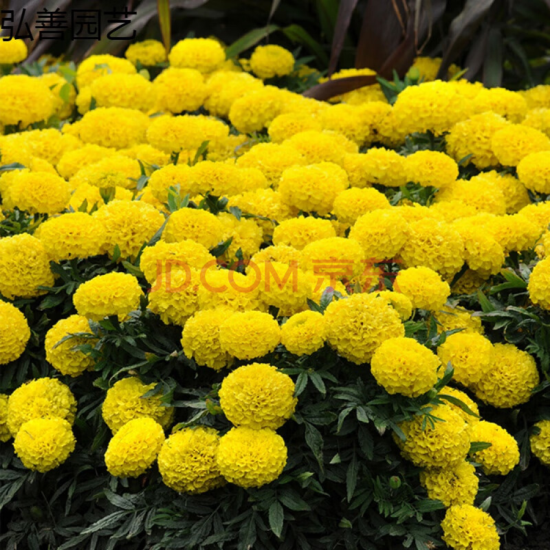 萬壽菊種子菊花種子四季易活混色臭芙蓉花種籽子驅蚊盆栽花海種籽