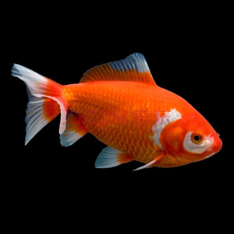 【易萌易萌 锦鲤鱼】易萌 活体鱼日本合金冷水观赏鱼宠物水族活体淡水