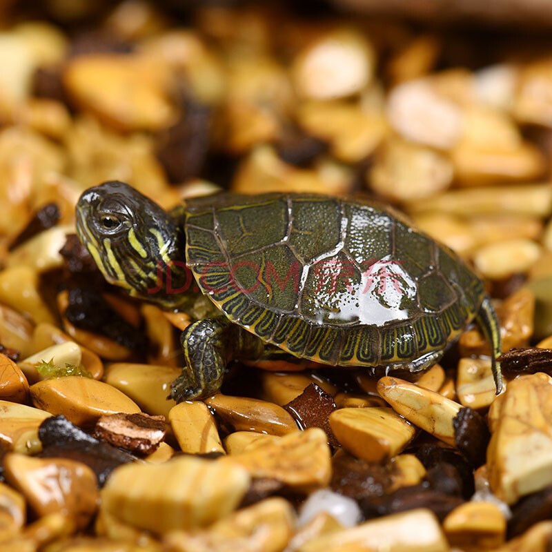 龜真壽 烏龜活體 西錦龜 紅腹西部錦龜 魚缸混養吃糞龜 寵物烏龜活體