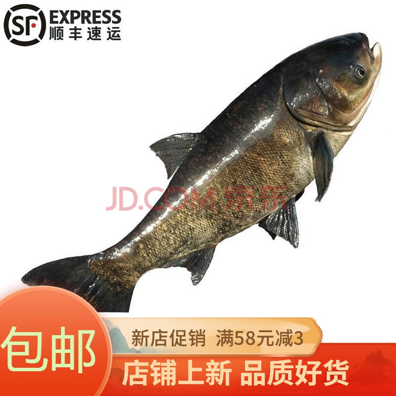 海鮮水產 魚類 彼爾安佳 胖頭魚單條5斤起生態淡水魚大頭魚花鰱 8斤