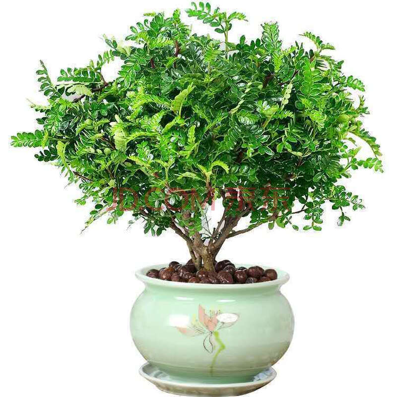 驱蚊清香木盆栽室内四季常青净化空气盆栽 【清香型梅青陶瓷盆底托】