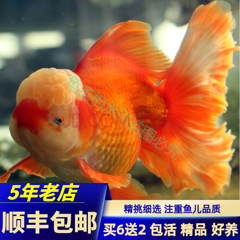 泰獅紅白黑五花菠蘿泰師百褶裙好養包活 4-6cm泰獅金魚(顏色隨機)1條