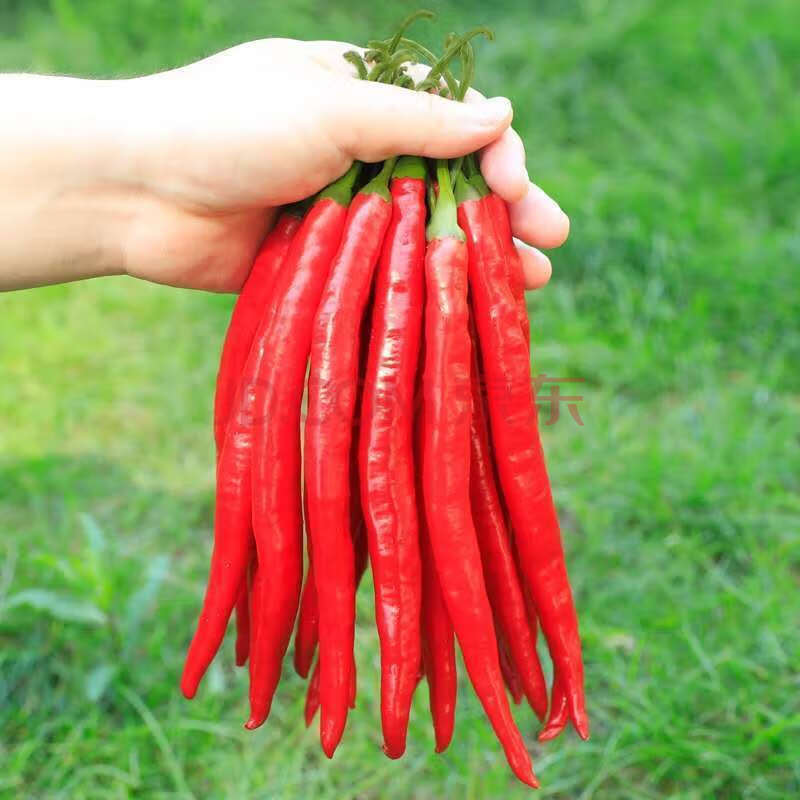 新鲜红二荆条辣椒线椒红辣椒四川尖椒 净重4斤红二
