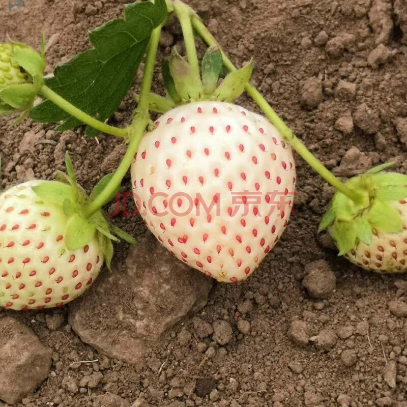 壽禾 盆栽草莓種子奶油牛奶白草莓種籽種孑四季室內草莓苗 白雪公主