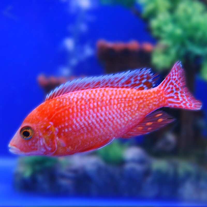 三湖慈鲷马鲷鱼坦鲷杂鲷淡水台系孔雀岩栖小型热带观赏鱼活体 火焰红