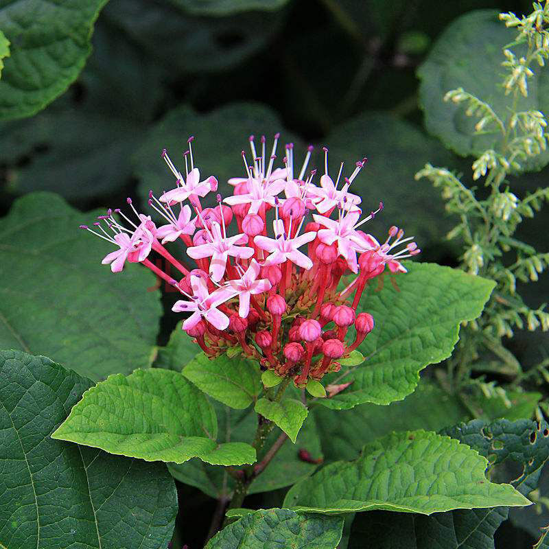 贵州臭牡丹 大红袍臭八宝 矮童子野朱桐臭枫草臭珠