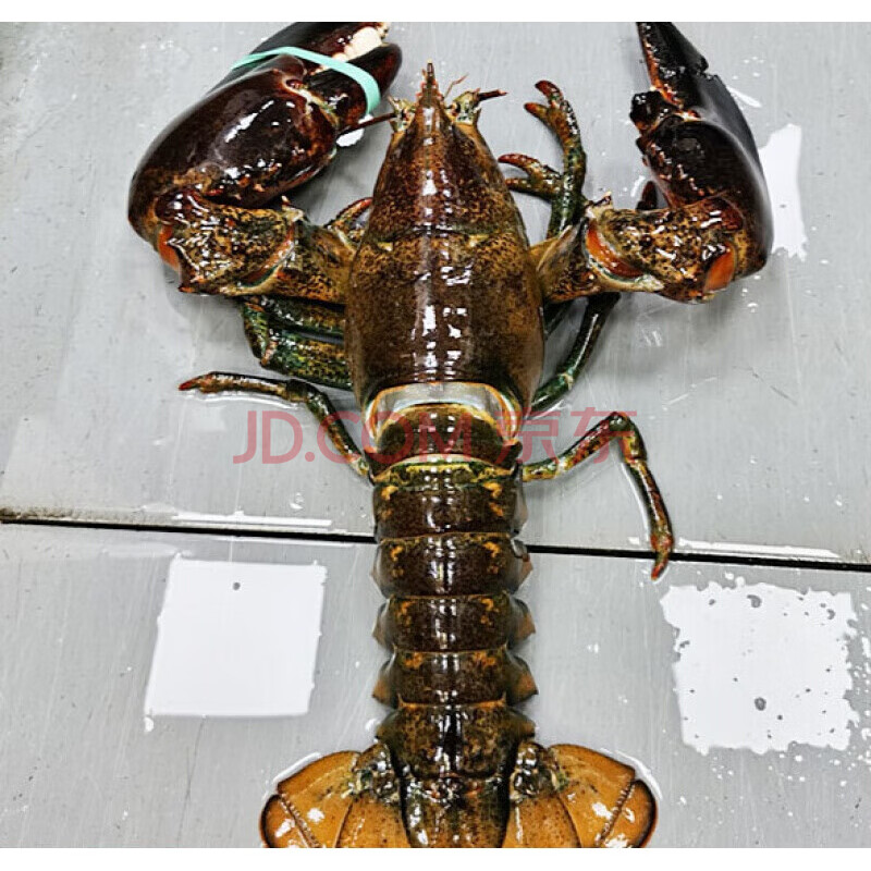 永相惜 波士顿龙虾鲜活1只超大海鲜水产大特大波龙巨虾鲜木 4000g/只