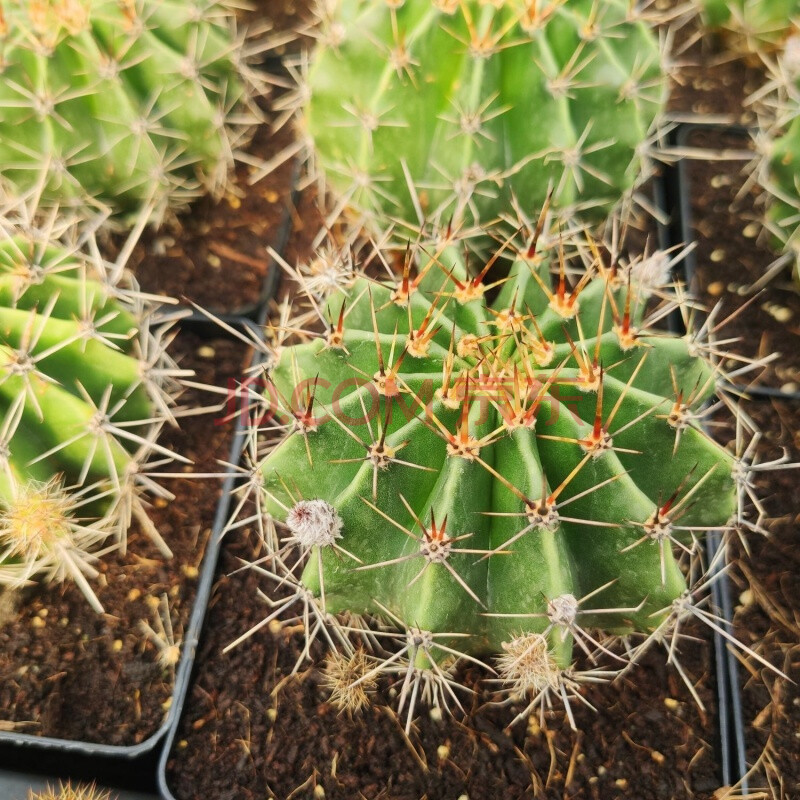 食用仙人球 3个2年球 可食用仙人球草球 消肿去胞 炖肉卉双 1个300