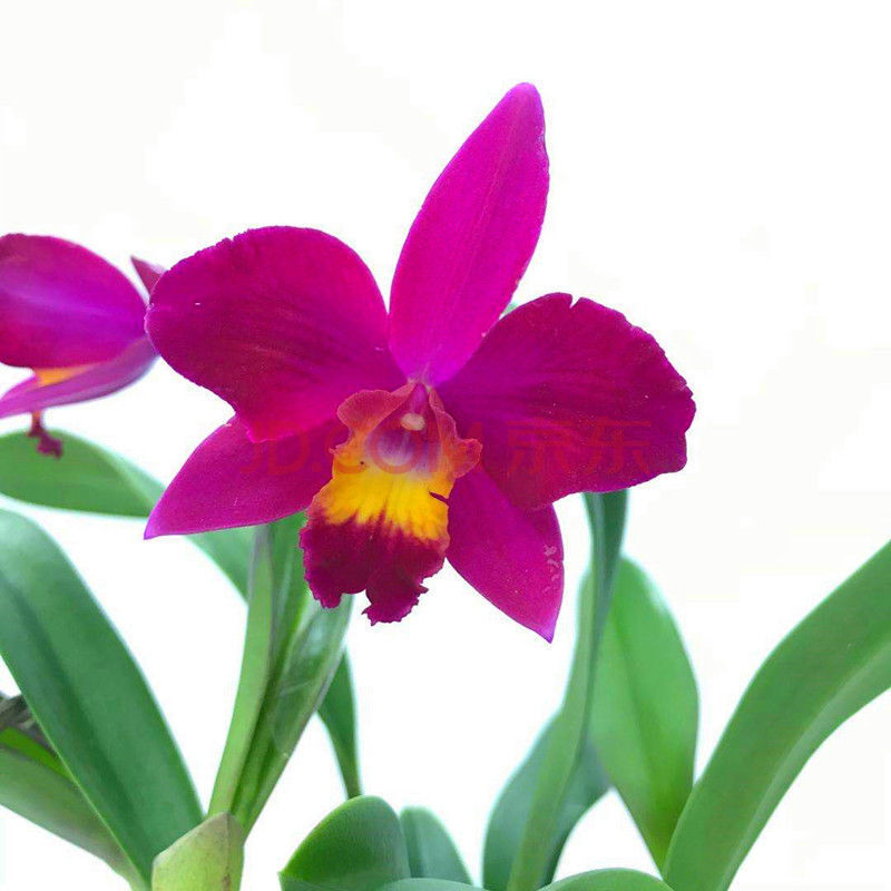 轻奢涞思芊兰花卡特兰文心兰石斛兰室内盆栽办公室桌面盆净化空气吸