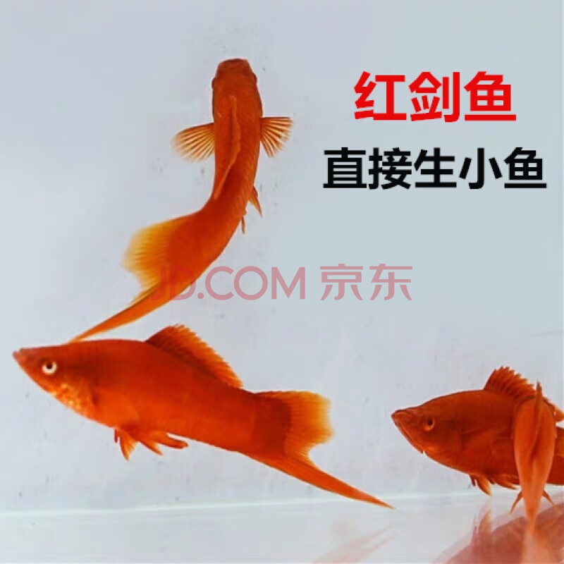 榮鬱 紅劍魚魚 發財魚 胎生魚 熱帶魚 紅箭魚 直接生小魚好養 乳白色