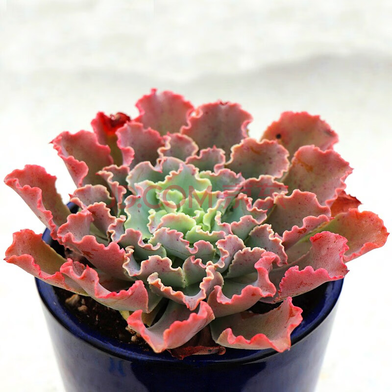 多肉植物蓝狐 包菜型肉肉盆栽 高翁之砂 舞会红裙 蓝狐,约8cm 裸根不