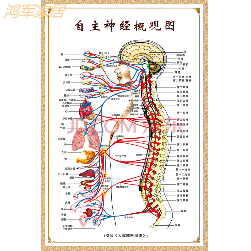 医学骨骼图肌肉挂图脊柱血管分布图人体肌肉神经系统人体内脏穴位