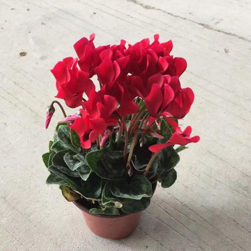 大紅色小花小葉【帶花苞】精品 不含盆