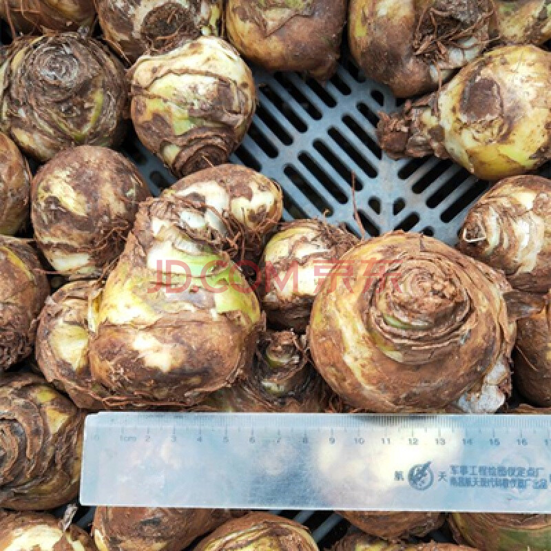 沈春华顺 伯利恒之星种球虎眼 圣心百合盆栽球茎 天鹅绒种球1个周长19