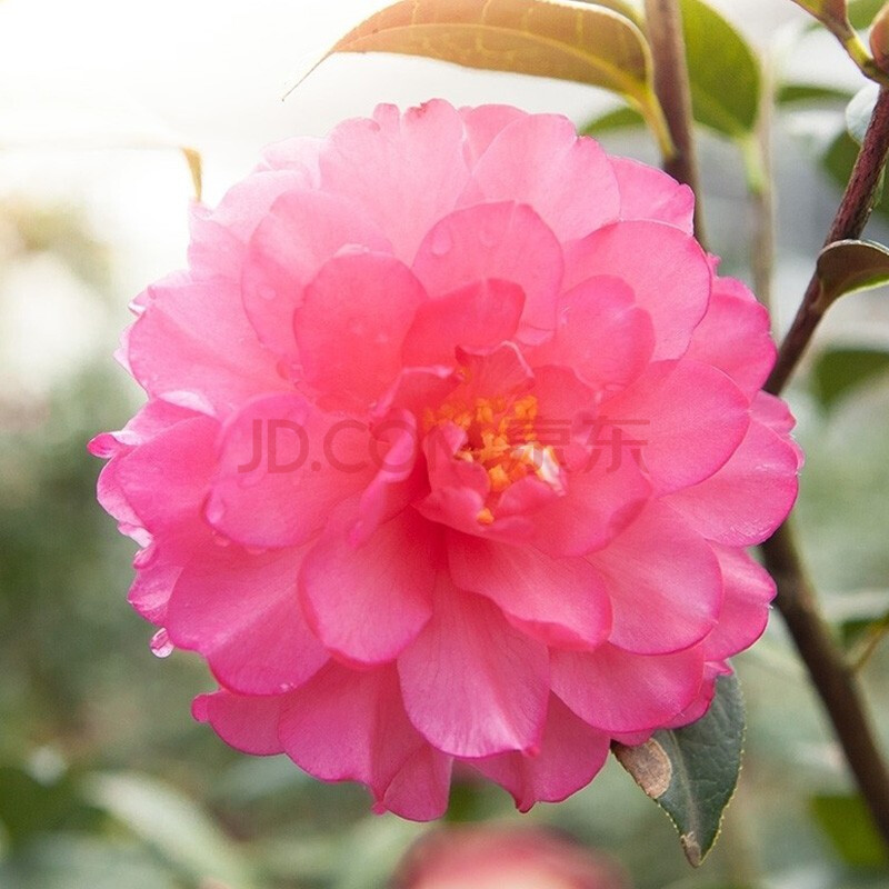 茶花树苗 2年生盆栽嫁接苗 阳台庭院易养花灌木花卉1加仑花苗 夜巴黎
