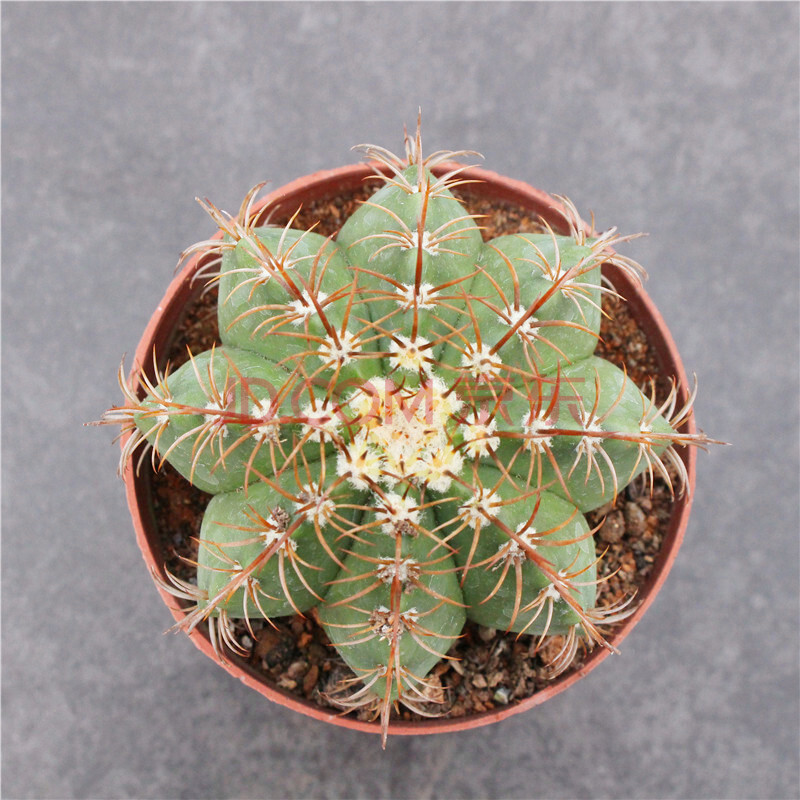 园艺魔云仙人球 开花大仙人掌科多肉花卉盆栽 硬刺快出云自根阳台组合