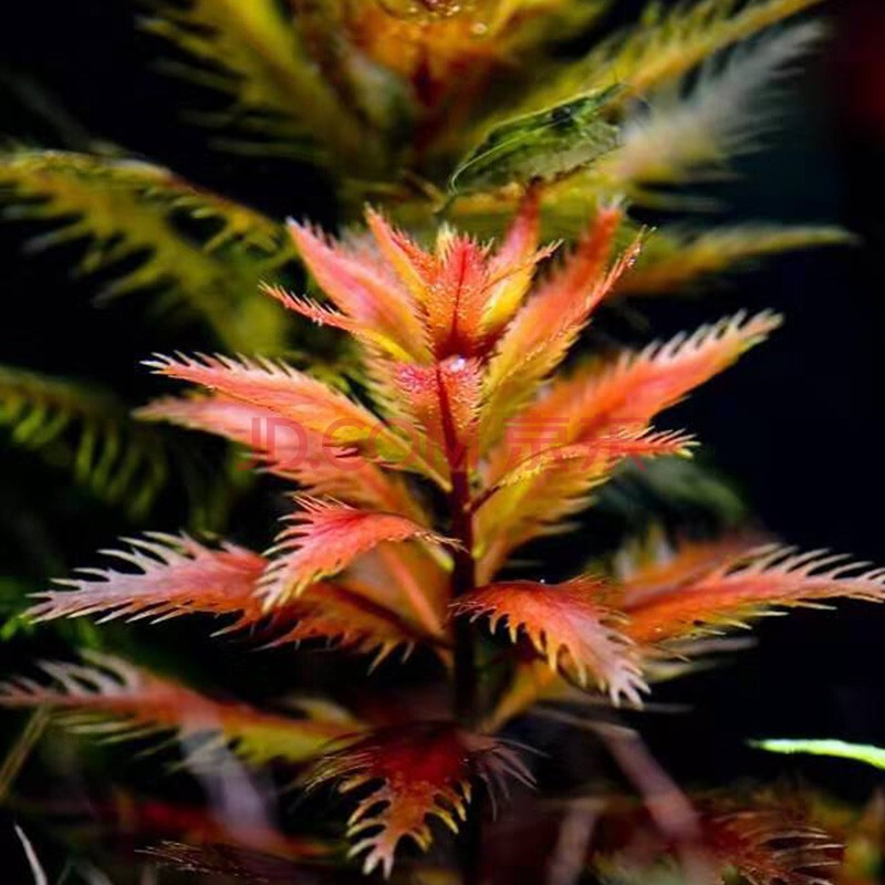 美人雾 水草活体懒人草鱼缸造景有茎类水榕中后景真水草小鱼缸造景 红