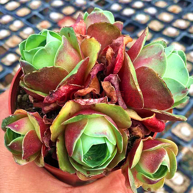 多肉植物 粉色耶罗白玉鸡蛋水蜜桃血樱枫灵 陌上花 小红帽群生老桩6-8