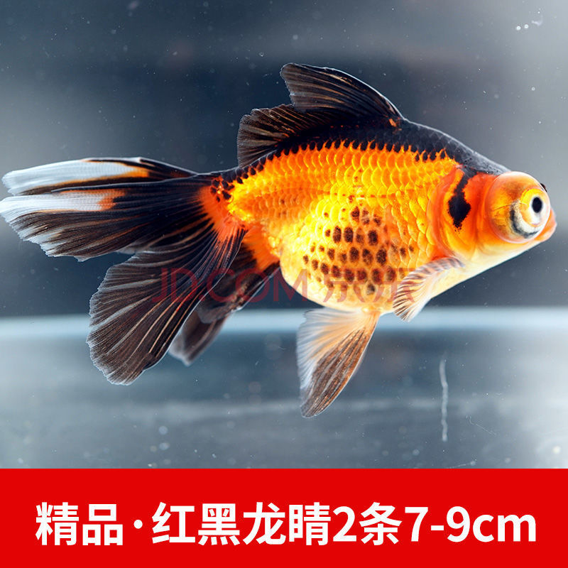 精品红黑龙睛两条7-9cm