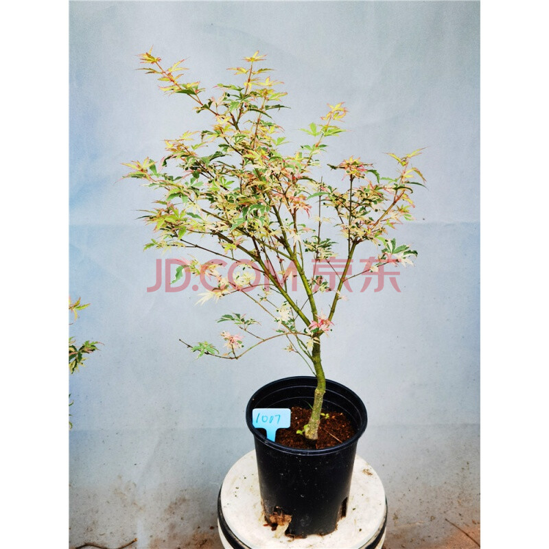 正宗日枫蝴蝶锦枫红七变化彩叶红枫小盆栽虎雀 1007号粉色系蝴蝶锦枫