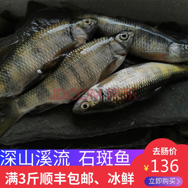 溪流泉水石斑魚冷水魚光唇魚淡水魚清水魚鮮活水產非馬口魚