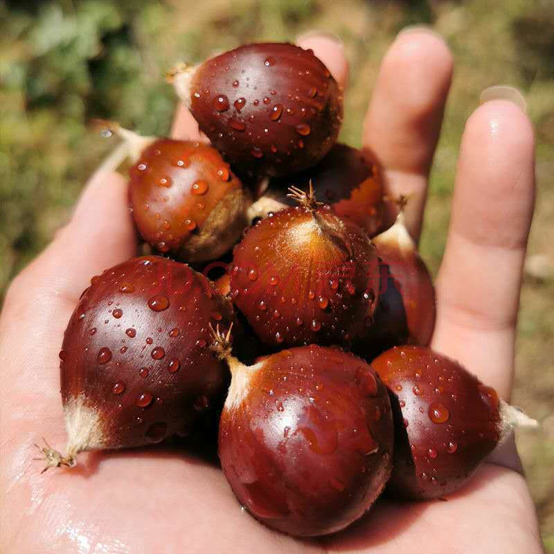 【精选直发】新鲜迁西板栗油栗特大中果生鲜糖炒栗子 精品锥栗3斤装