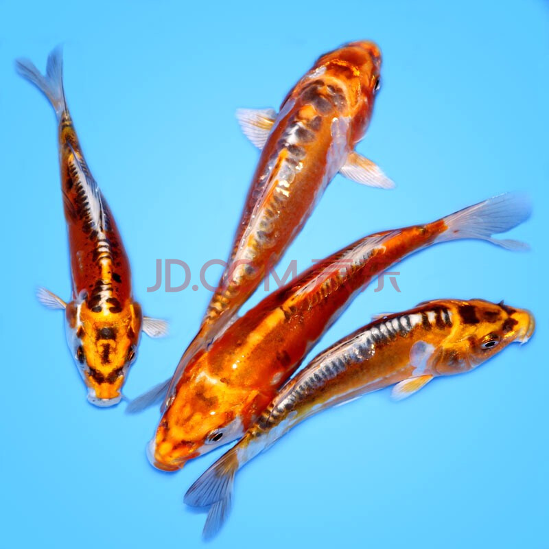 鱼多趣 锦鲤鱼活体 红孔雀锦鲤观赏鱼活体 易养冷水淡水风水招财鱼