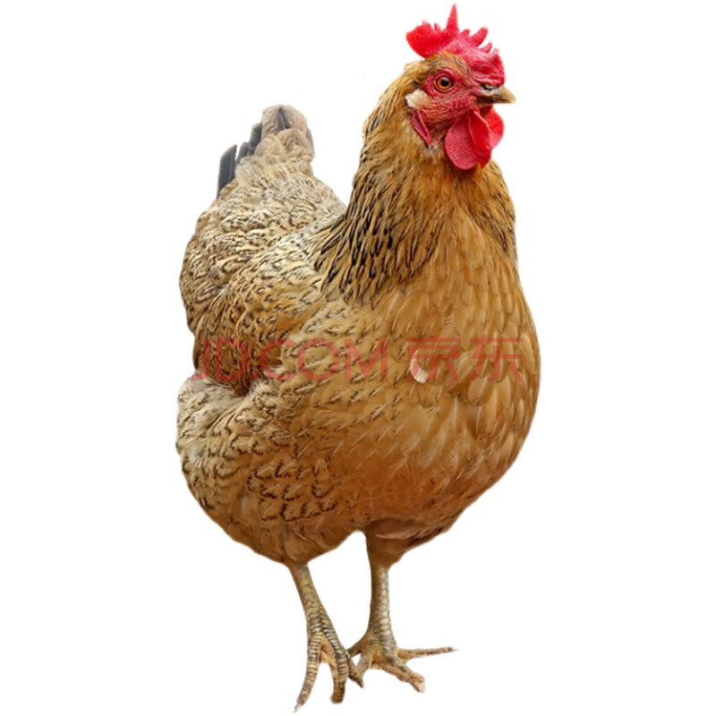 正宗土鸡农家散养笨鸡新鲜现杀黄油老母鸡整只 1.5斤-2斤