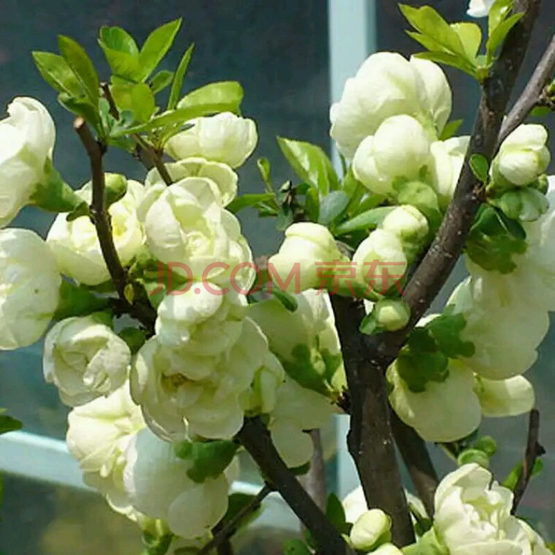 【绿宝石】绿色海棠花苗花卉盆栽盆景室内客厅绿植物花卉观花阳台 10