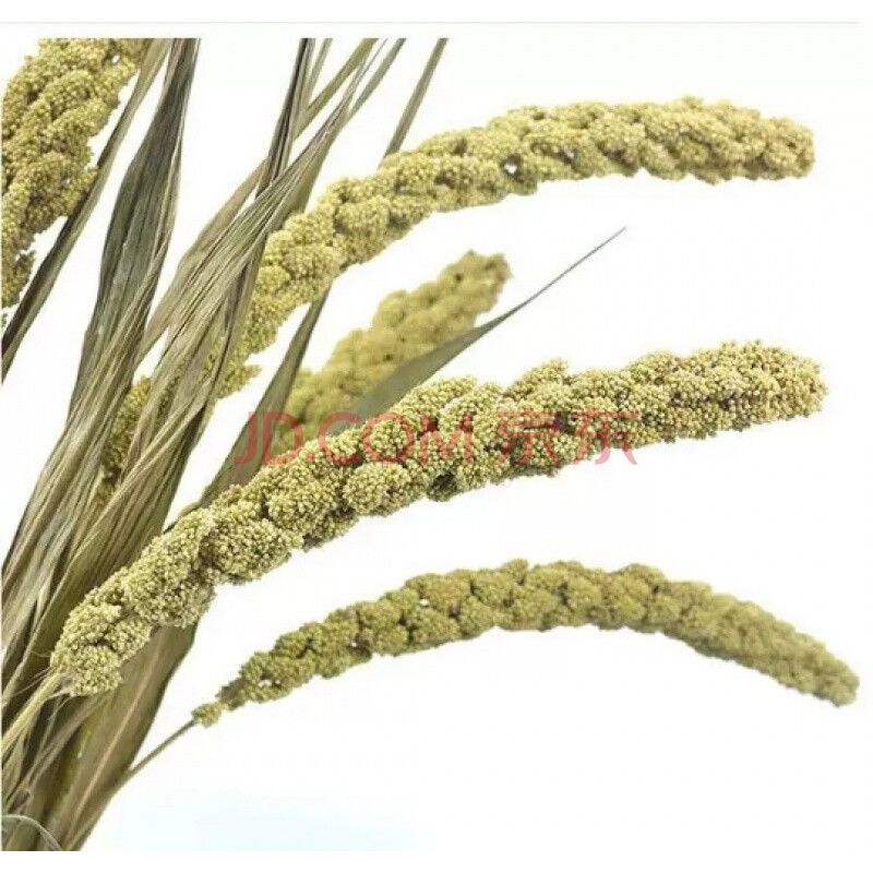 稻穗麦穗干花花束田园农家乐装饰真稻子稻谷会展拍摄影