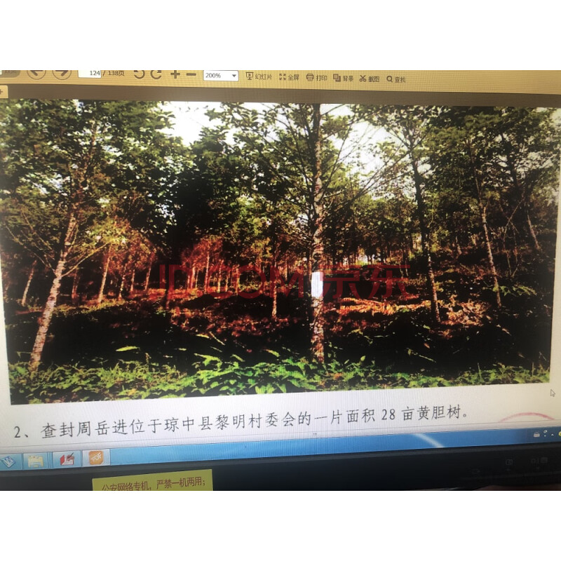 （涉黑）黎明村黄胆木28亩土地承包经营使用权及地上作物黄胆木