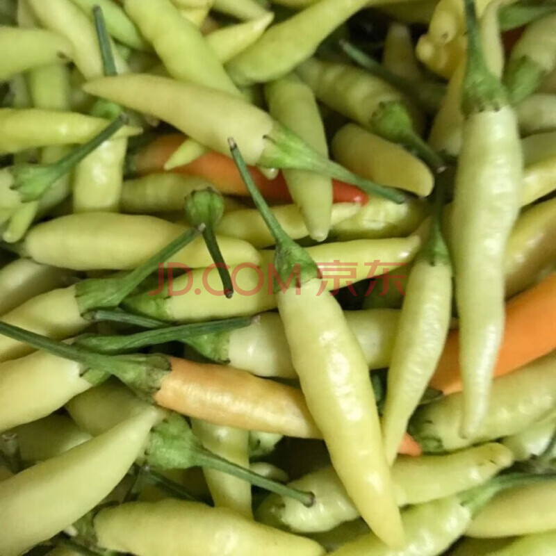 新鲜超辣白米椒泡椒小米椒小米辣椒 新鲜白泡椒3斤