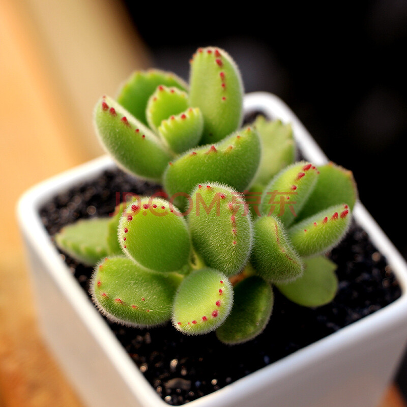 【】熊童子多肉植物 熊掌熊爪 萌嘟嘟奇趣绿植办公室 3棵单头熊童子