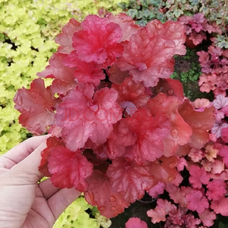 矾根盆栽花苗进口观叶花植物多色多年生彩叶草花卉强耐寒室外庭院