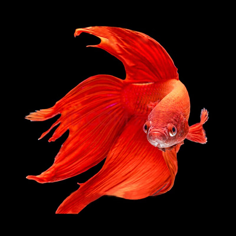 泰国斗鱼 办公室客厅观赏斗鱼马尾斗鱼 热带淡水鱼水族活体宠物 红色