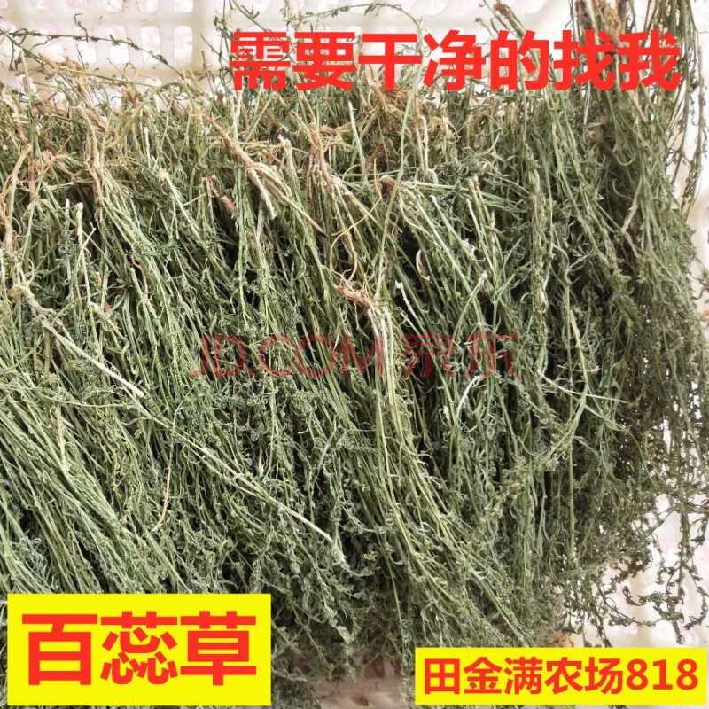 麦黄草的药用价值图片