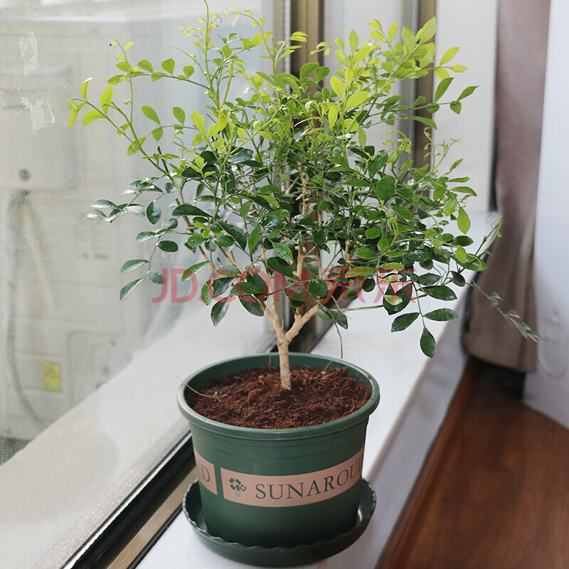 盆栽花卉四季常青桌面室內花盆景驅蚊植物好養綠植濃香開花 九里香35