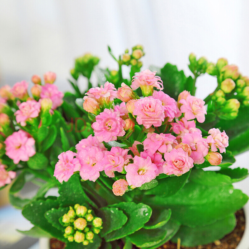 诚律盛 长寿花盆栽花苗大花带花苞绿植四季开花室内阳台花卉盆栽观花